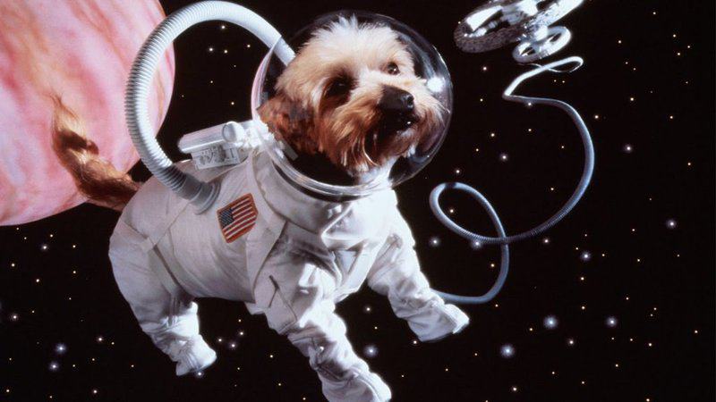 10 Animals Who Went To Space - Furilia | Your Daily Fix In Cuisine