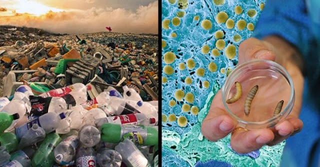 End of global polution? Scientists Accidentally Create Plastic-Eating Enzyme 1 End of global polution? Scientists Accidentally Create Plastic-Eating Enzyme