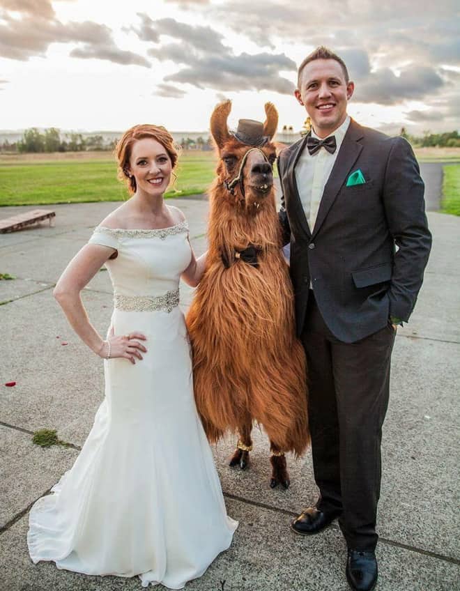 Did You Know That You Can Rent Llamas For Your Wedding?