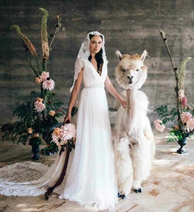 Did You Know That You Can Rent Llamas For Your Wedding?