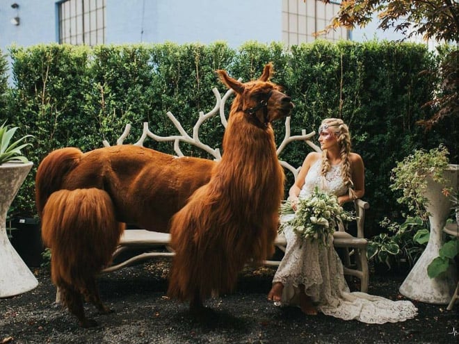 Did You Know That You Can Rent Llamas For Your Wedding?