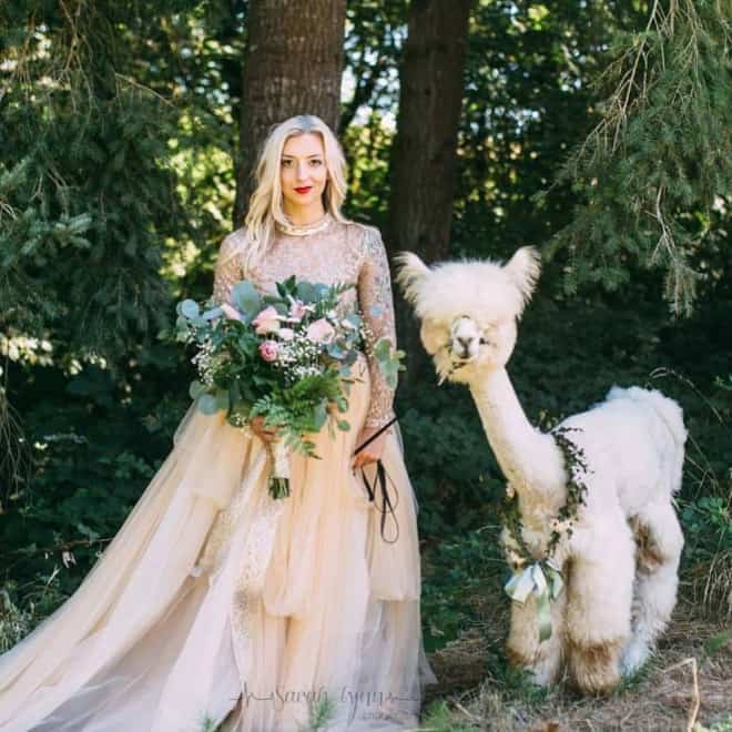 Did You Know That You Can Rent Llamas For Your Wedding?