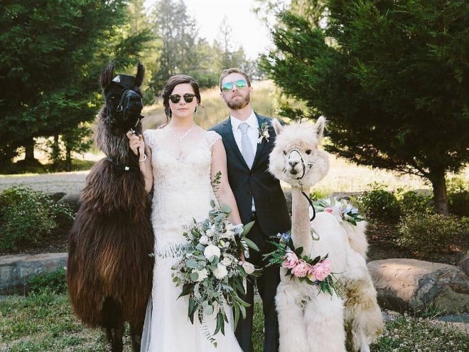 Did You Know That You Can Rent Llamas For Your Wedding?