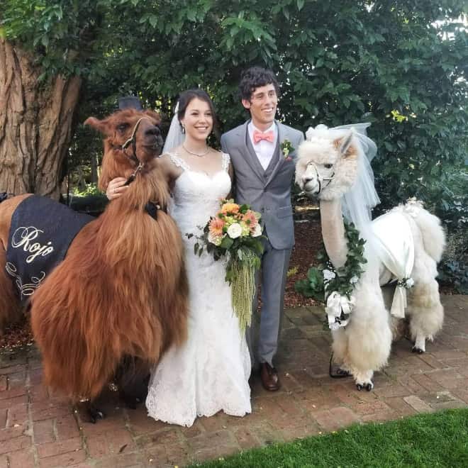 Did You Know That You Can Rent Llamas For Your Wedding?