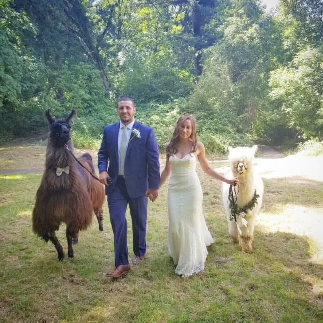 Did You Know That You Can Rent Llamas For Your Wedding?