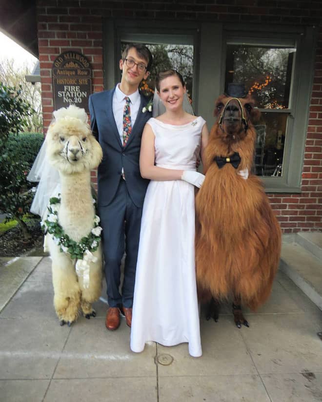 Did You Know That You Can Rent Llamas For Your Wedding?