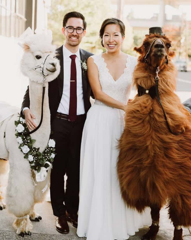 Did You Know That You Can Rent Llamas For Your Wedding?