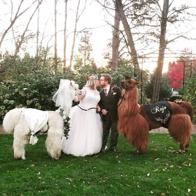 Did You Know That You Can Rent Llamas For Your Wedding?