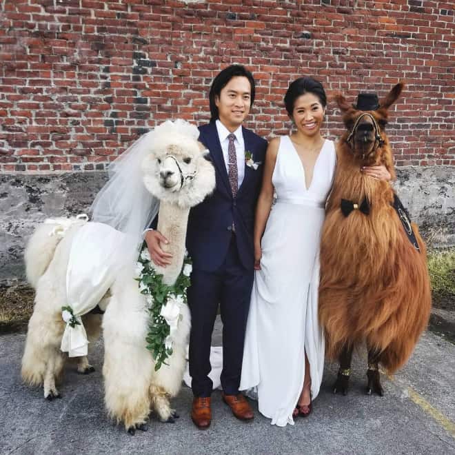 Did You Know That You Can Rent Llamas For Your Wedding?
