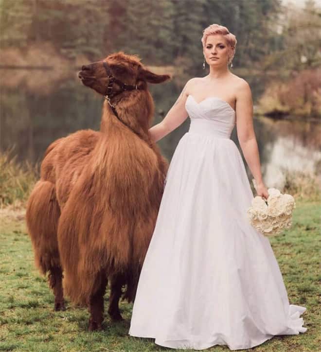 Did You Know That You Can Rent Llamas For Your Wedding?
