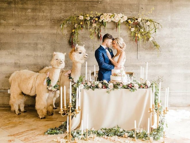 Did You Know That You Can Rent Llamas For Your Wedding?