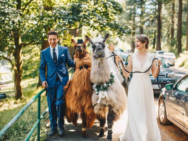 Did You Know That You Can Rent Llamas For Your Wedding?