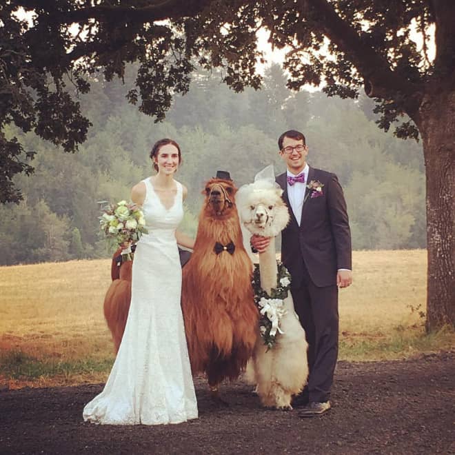 Did You Know That You Can Rent Llamas For Your Wedding?