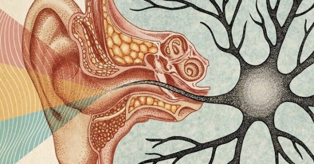 Valuable Silence is Vital for Our Brains