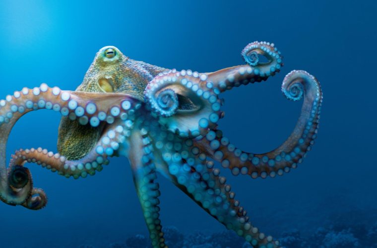 Scientists Believe Octopuses Are Aliens From Space That Arrived To ...