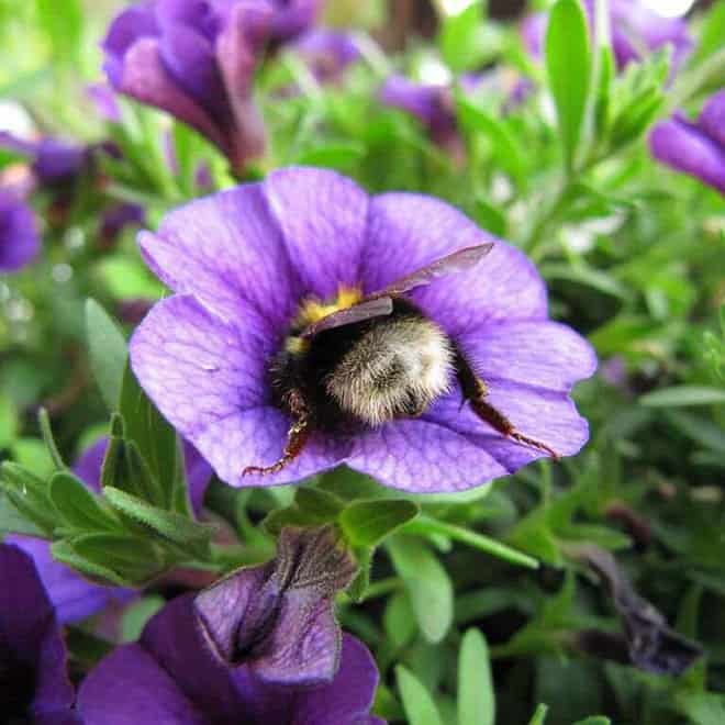 See the World&rsquo;s Greatest Collection of Bumblebee Butts