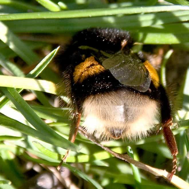 See the World&rsquo;s Greatest Collection of Bumblebee Butts