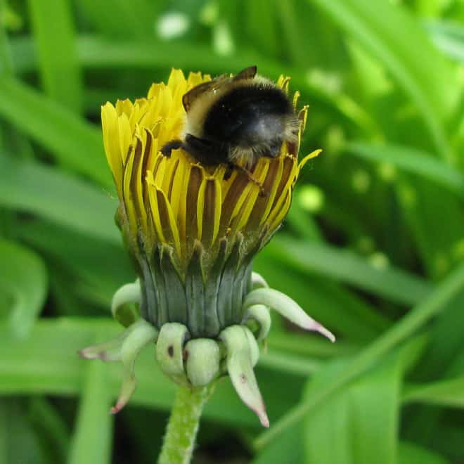 See the World&rsquo;s Greatest Collection of Bumblebee Butts