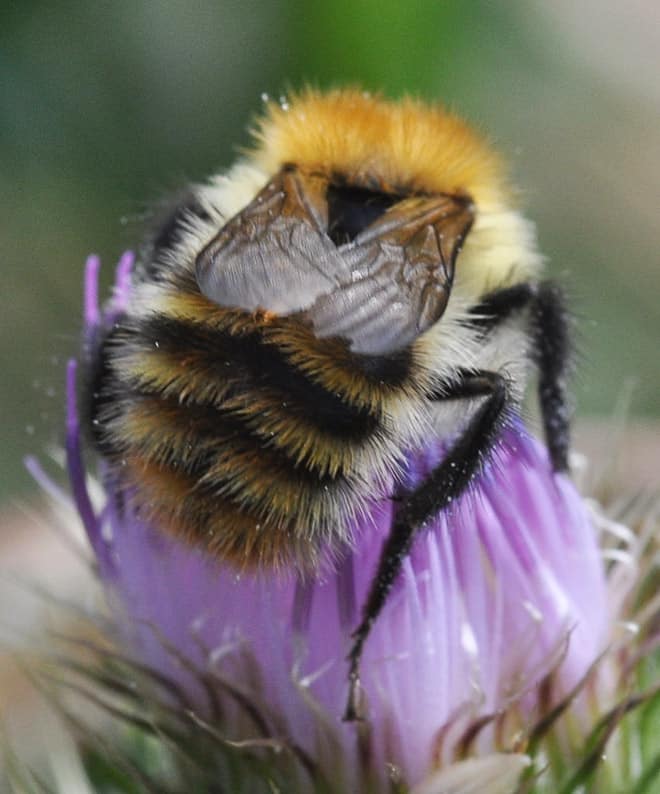 See the World&rsquo;s Greatest Collection of Bumblebee Butts
