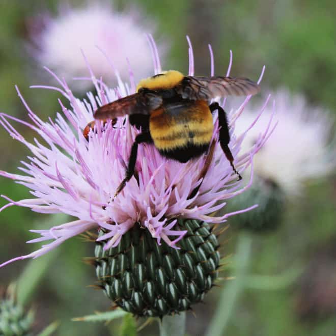 See the World&rsquo;s Greatest Collection of Bumblebee Butts