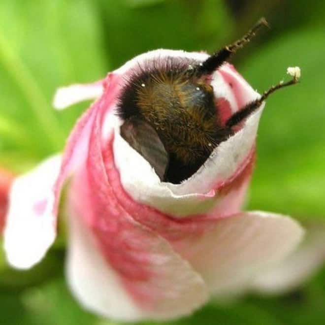 See the World&rsquo;s Greatest Collection of Bumblebee Butts