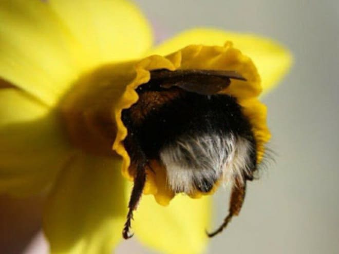 See the World&rsquo;s Greatest Collection of Bumblebee Butts