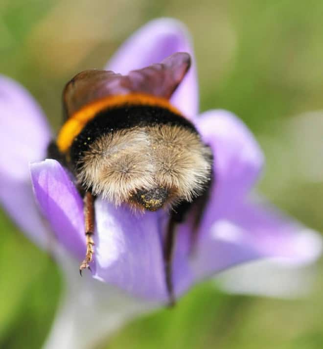 See the World&rsquo;s Greatest Collection of Bumblebee Butts