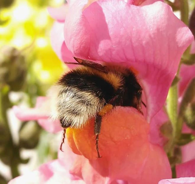 See the World&rsquo;s Greatest Collection of Bumblebee Butts