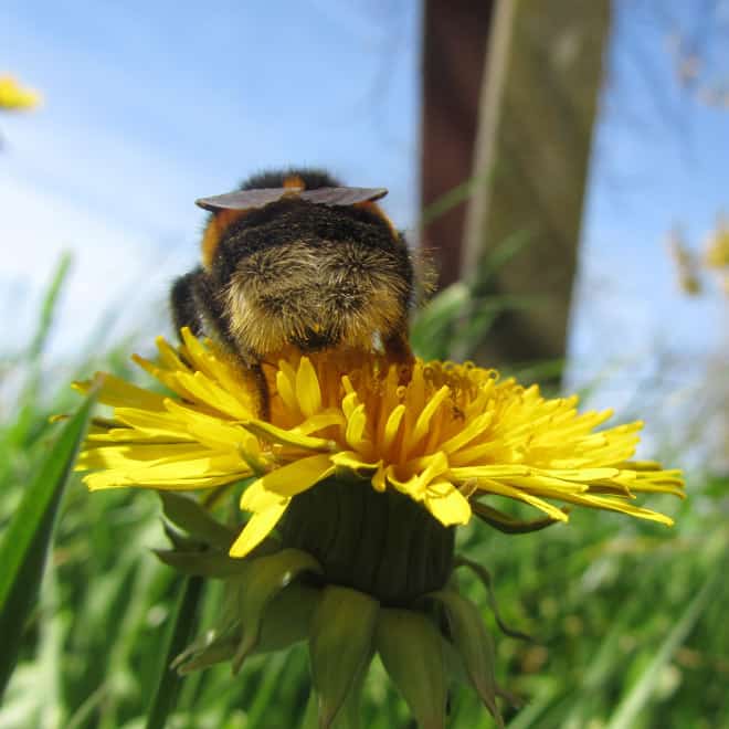 See the World&rsquo;s Greatest Collection of Bumblebee Butts
