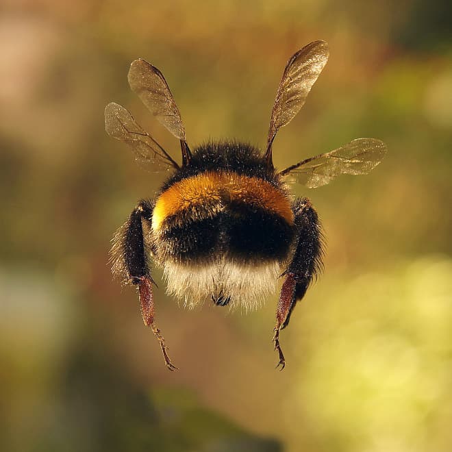 See the World&rsquo;s Greatest Collection of Bumblebee Butts