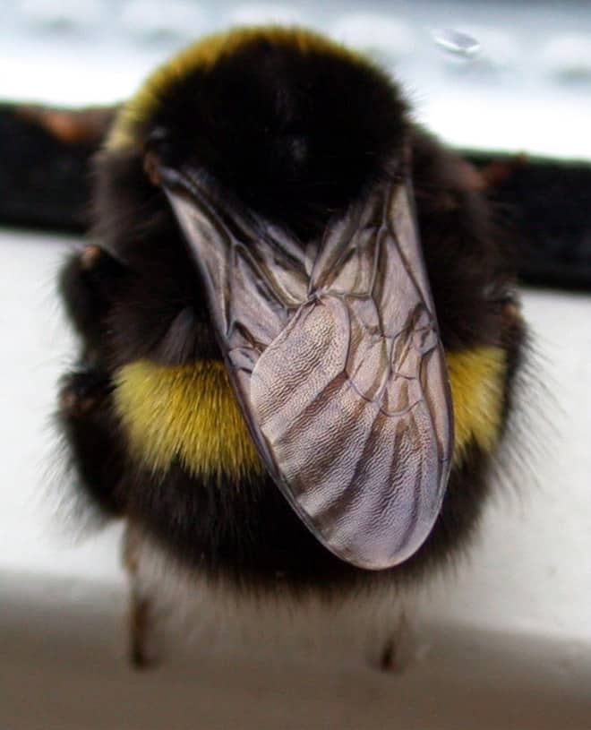 See the World&rsquo;s Greatest Collection of Bumblebee Butts