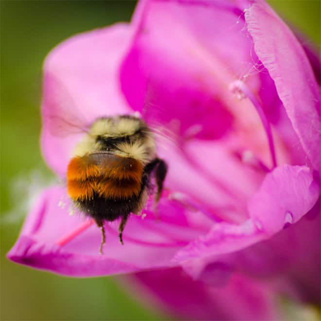 See the World&rsquo;s Greatest Collection of Bumblebee Butts