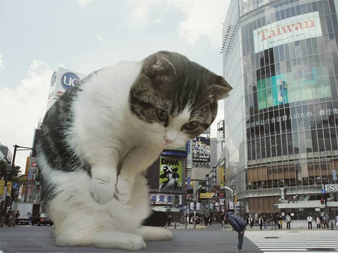 Kings Catzillas by the Artist Fransdita Muafidin In Urban Landscapes