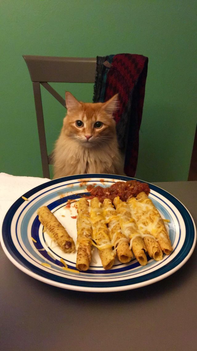 Funny Beggars: 23 Animals That Will Do Anything For Food - Furilia ...