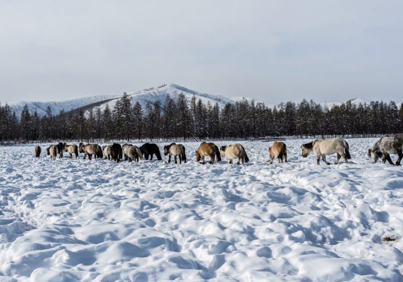 surprising-cold-front-how-they-live-in-oymyakon-one-of-the-coldest